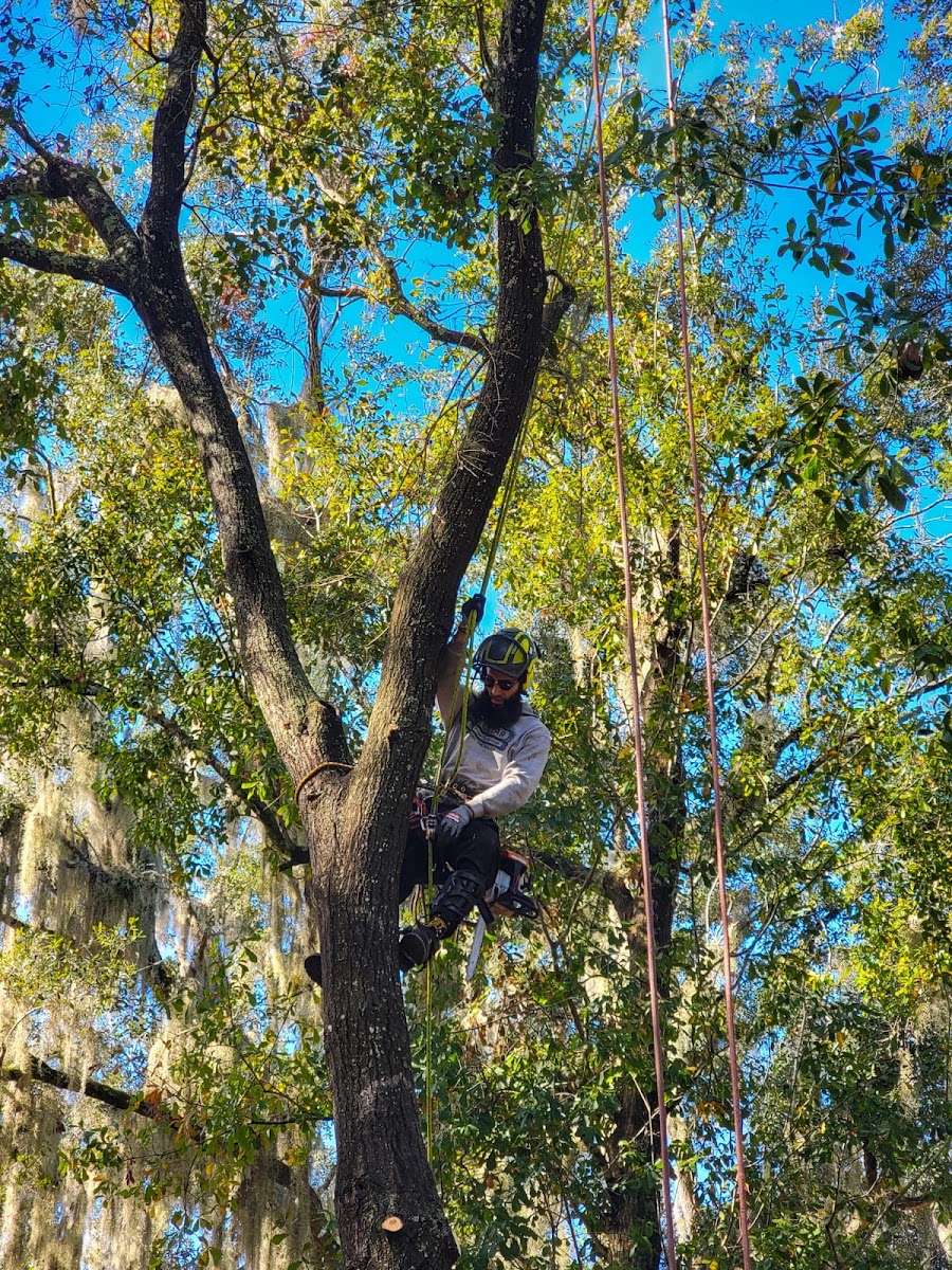 Little Guyz Tree Service climber high in the canopy during a pruning job