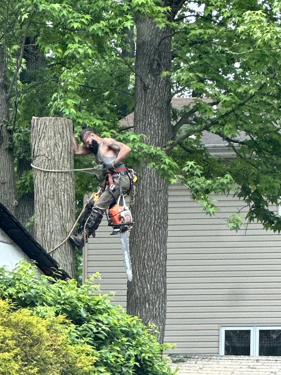 Little Guyz Tree Service climber roped into a tree trunk during a removal job